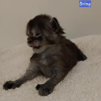 Bring Mâle Maine coon polydactyle