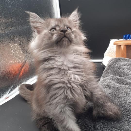 chaton Maine coon polydactyle black smoke Bring La Chatterie des targuizier's black smoke 