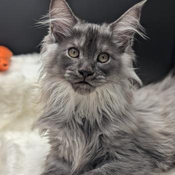 Bring Mâle Maine coon polydactyle
