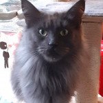 SHANEL Femelle Maine coon