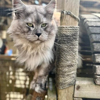 SKOWHEGAN Mâle Maine coon