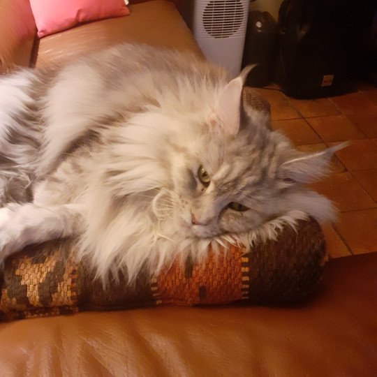 chat Maine coon black tortie silver blotched tabby SNOW pure beauté La Chatterie des targuizier's black tortie silver blotched tabby