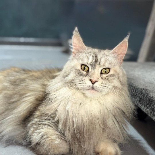 chat Maine coon black tortie silver blotched tabby SNOW pure beauté La Chatterie des targuizier's black tortie silver blotched tabby