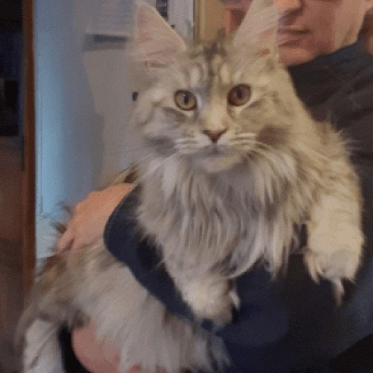 chat Maine coon SNOW La Chatterie des targuizier's black tortie silver blotched tabby