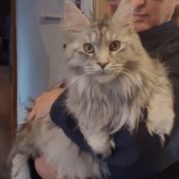 SNOW Femelle Maine coon