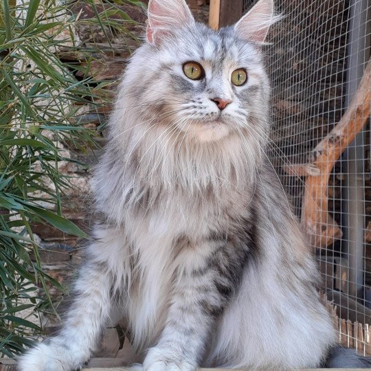chat Maine coon black tortie silver blotched tabby SNOW pure beauté La Chatterie des targuizier's black tortie silver blotched tabby