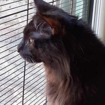 SOLO Mâle Maine coon