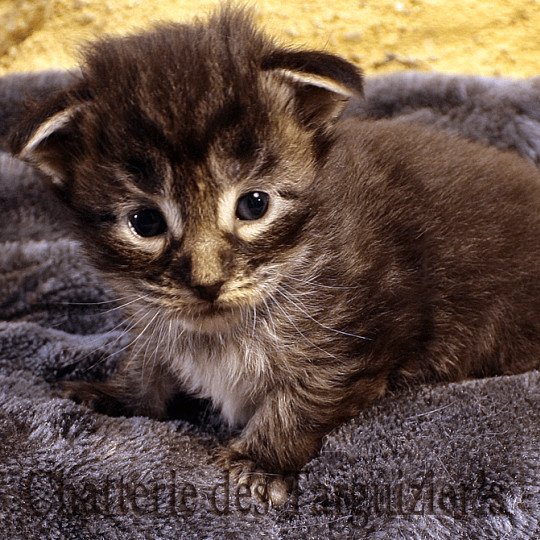 chaton Maine coon black TYCOON La Chatterie des targuizier's black silver mackerel tabby
