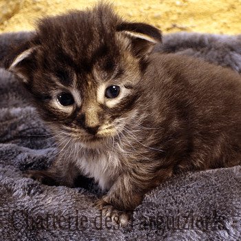 chaton Maine coon black TYCOON La Chatterie des targuizier's black silver tabby