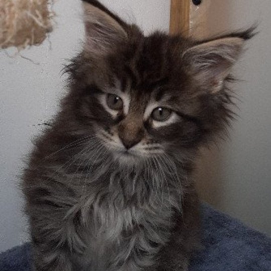 chaton Maine coon black TYCOON La Chatterie des targuizier's black silver mackerel tabby