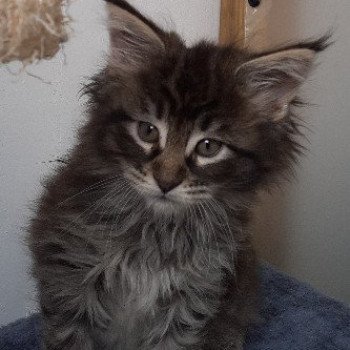 chaton Maine coon black TYCOON La Chatterie des targuizier's black silver tabby