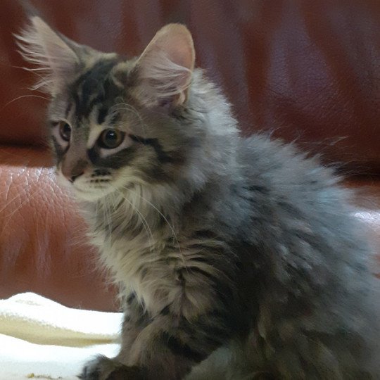 chaton Maine coon black silver tabby TYCOON La Chatterie des targuizier's black silver mackerel tabby