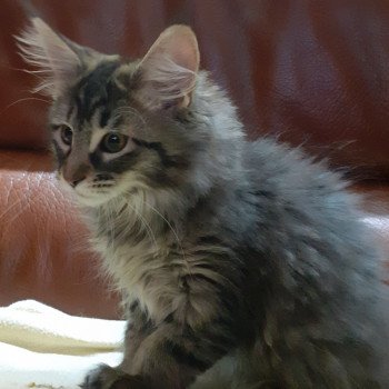 chaton Maine coon black silver tabby TYCOON La Chatterie des targuizier's black silver tabby