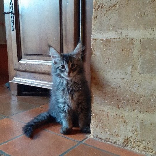chaton Maine coon black silver tabby TYCOON La Chatterie des targuizier's black silver mackerel tabby