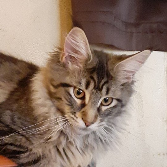 chaton Maine coon black silver mackerel tabby TYCOON La Chatterie des targuizier's black silver mackerel tabby