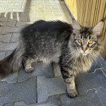 TYCOON Femelle Maine coon TYCOON Femelle Maine coon