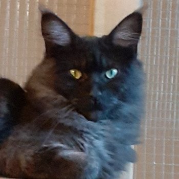 TIBI Femelle Maine coon
