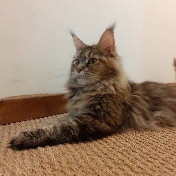 TIKA Femelle Maine coon