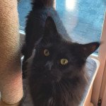 TIMI DES TARGUIZIER'S Femelle Maine coon TIMI DES TARGUIZIER'S Femelle Maine coon