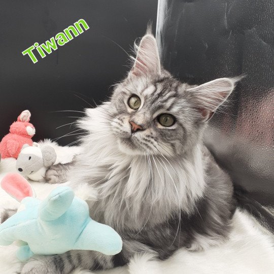 chat Maine coon black silver blotched tabby TIWANN La Chatterie des targuizier's black silver blotched tabby