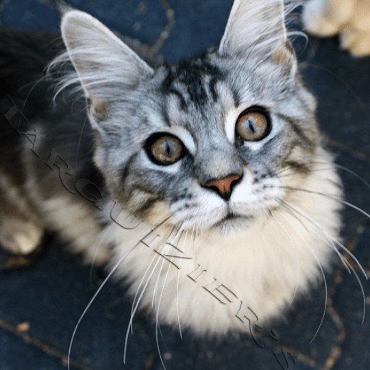 chat Maine coon brown blotched tabby TIWANN La Chatterie des targuizier's black silver blotched tabby