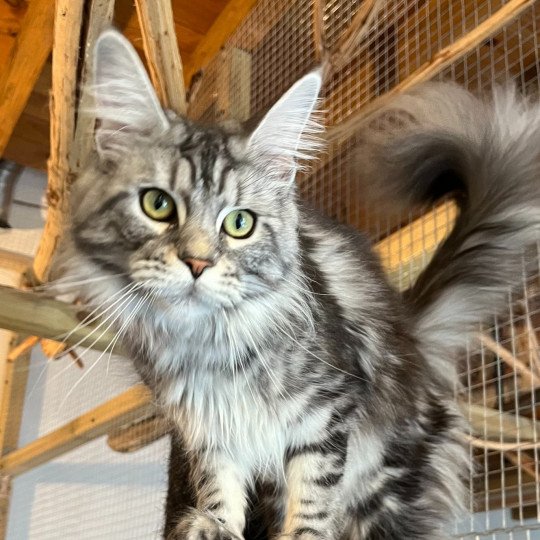 chat Maine coon black silver blotched tabby TIWANN La Chatterie des targuizier's black silver blotched tabby