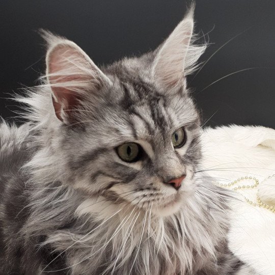 chat Maine coon black silver blotched tabby TIWANN La Chatterie des targuizier's black silver blotched tabby