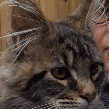 TOPAZE Mâle Maine coon