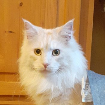 THORGAL Femelle Maine coon