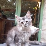 Ubis Mâle Maine coon Ubis Mâle Maine coon