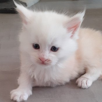 UGO Mâle Maine coon