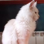 Ultron des Targuizier's Mâle Maine coon Ultron des Targuizier's Mâle Maine coon