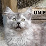 Unie des Targuizier's Femelle Maine coon Unie des Targuizier's Femelle Maine coon