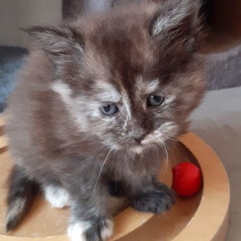 UNTY Femelle Maine coon