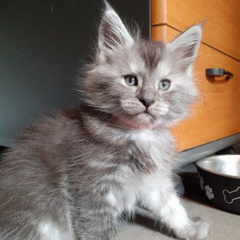 Upsy Femelle Maine coon