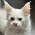 Urgan des Targuizier's Mâle Maine coon Urgan des Targuizier's Mâle Maine coon