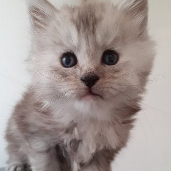URIELLE Femelle Maine coon