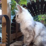 Uron des Targuizier's Mâle Maine coon Uron des Targuizier's Mâle Maine coon