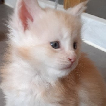 USFIELD Mâle Maine coon