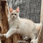 USFIELD Mâle Maine coon USFIELD Mâle Maine coon