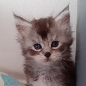USHER Femelle Maine coon