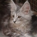 USSY Femelle Maine coon USSY Femelle Maine coon