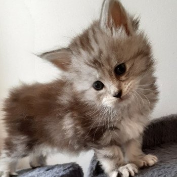UTOPIE Femelle Maine coon