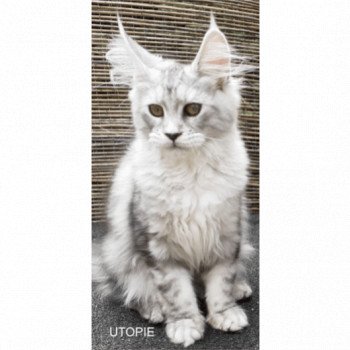 UTOPIE Femelle Maine coon