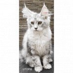 UTOPIE Femelle Maine coon UTOPIE Femelle Maine coon