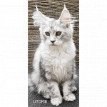 UTOPIE Femelle Maine coon