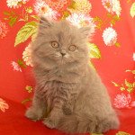 T'ObiWan Mâle British Longhair T'ObiWan Mâle British Longhair