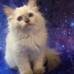 3e chaton (Portée Estee Tzar-Koshka ❤ Yanik Zhemchug Nevy) - Femelle blue point Femelle Sibérien 3e chaton (Portée Estee Tzar-Koshka ❤ Yanik Zhemchug Nevy) - Femelle blue point Femelle Sibérien
