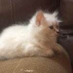 4e chaton (Portée Estee Tzar-Koshka ❤ Yanik Zhemchug Nevy) - Mâle seal tabby point Mâle Sibérien 4e chaton (Portée Estee Tzar-Koshka ❤ Yanik Zhemchug Nevy) - Mâle seal tabby point Mâle Sibérien