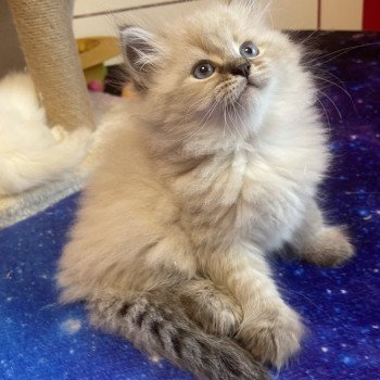 Adrian Mâle Sibérien